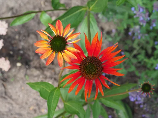 Openluchtmuseum Bokrijk (België)